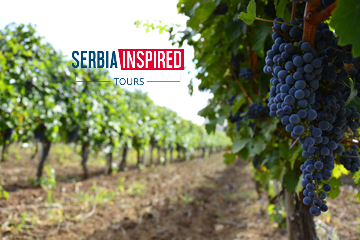 Serbian Wine Story - Private Wine Tasting Tour in Sumadija Region